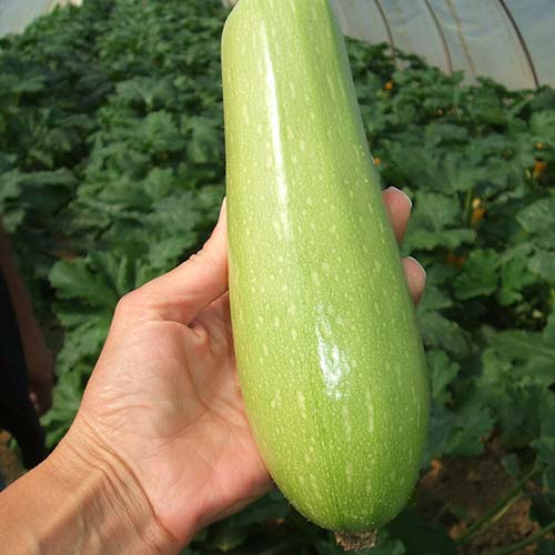 NEVIRA F1 - Agrocentar Obrenovac