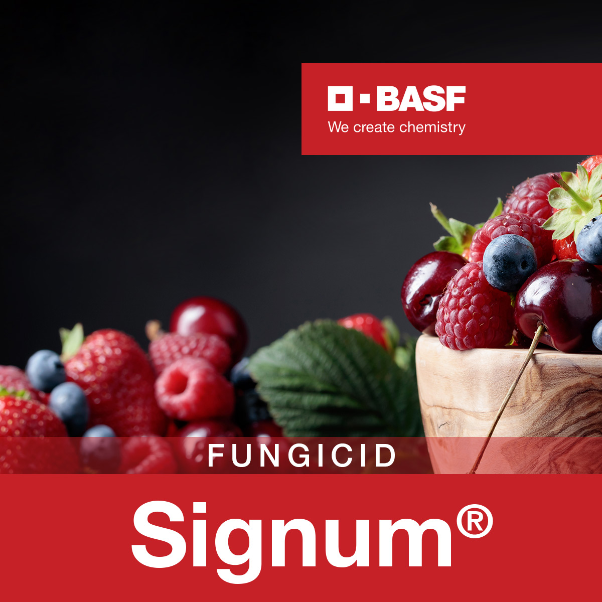 Signum 8 g